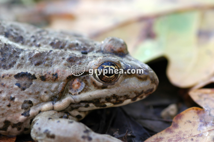 Grenouille - gryphea.org